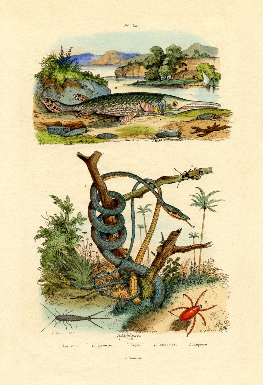 Ezüsthal, 1833-39 alkotó: French School