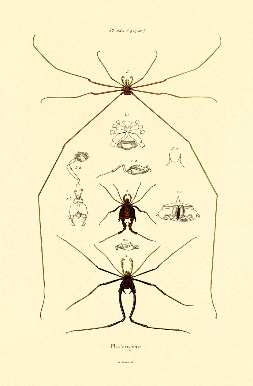 Pókok, 1833-39 alkotó: French School