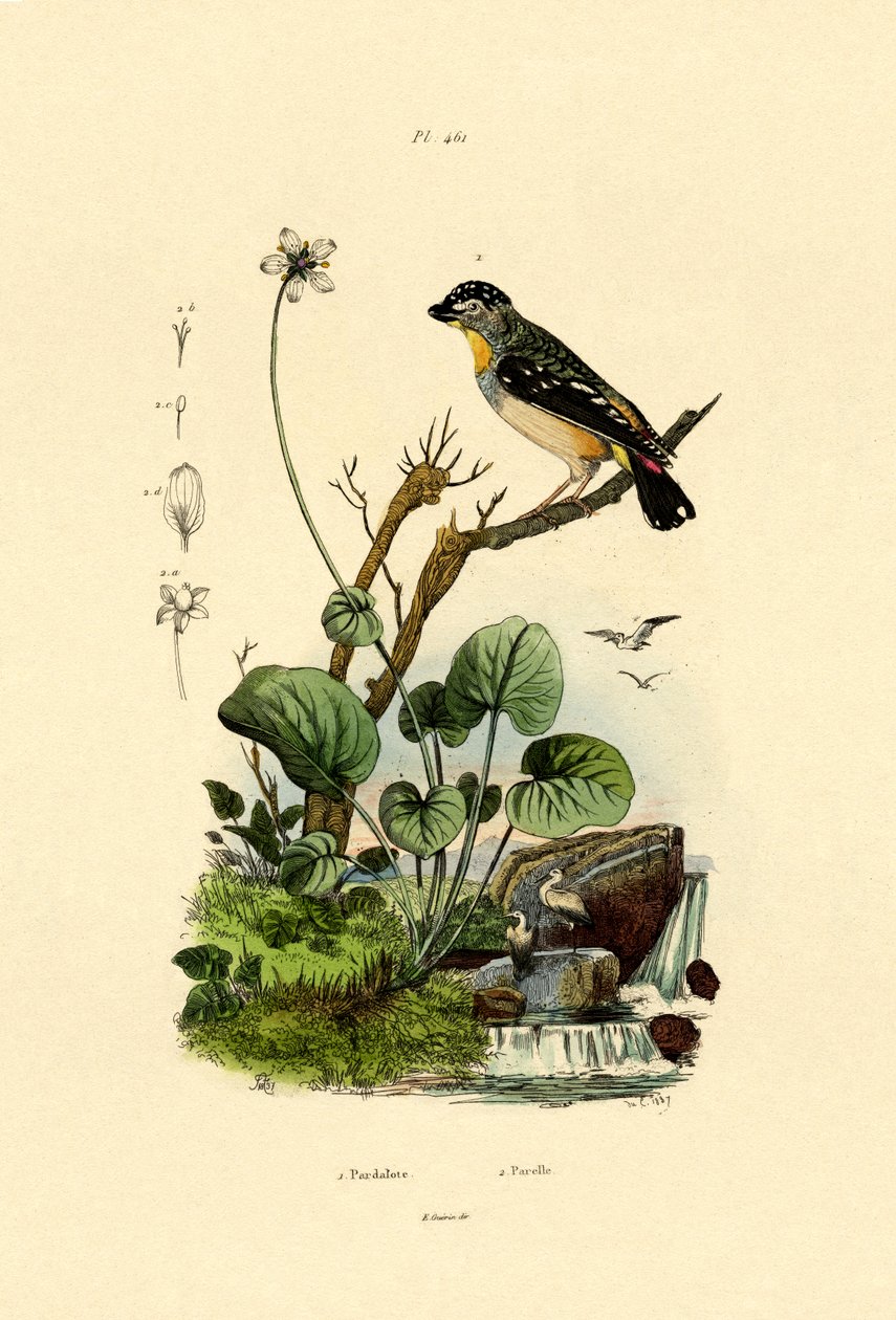 Foltos Pardalote, 1833-39 alkotó: French School