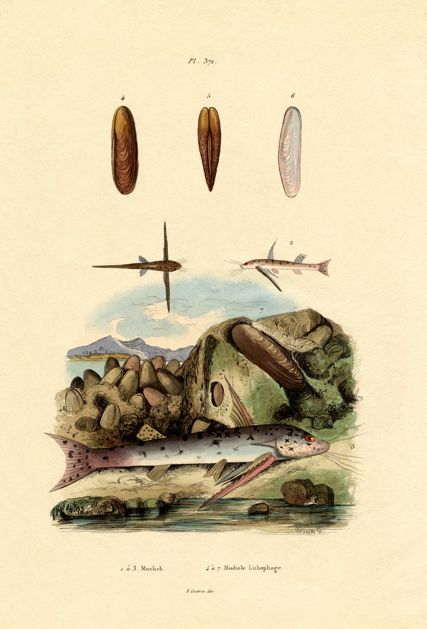 Nyikor, 1833-39 alkotó: French School