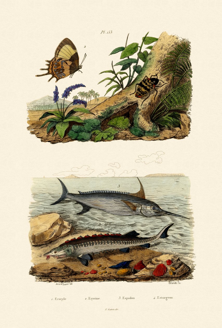 Sturgeon, 1833-39 alkotó: French School