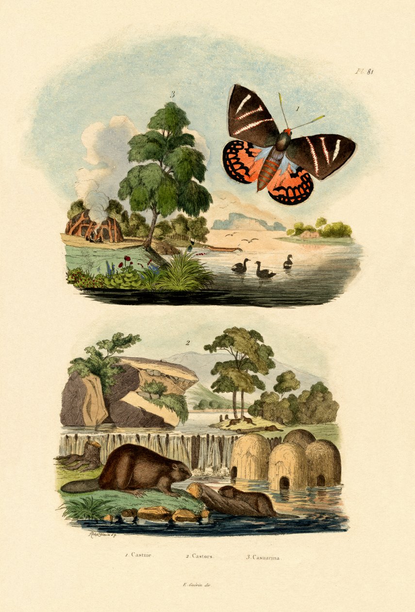 Napmoly, 1833-39 alkotó: French School
