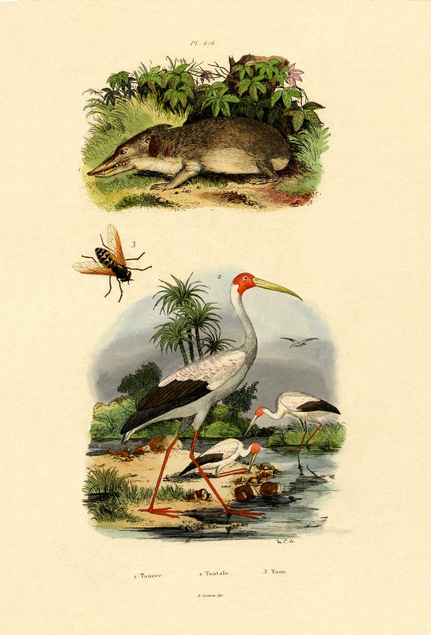 Tenrec, 1833-39 alkotó: French School