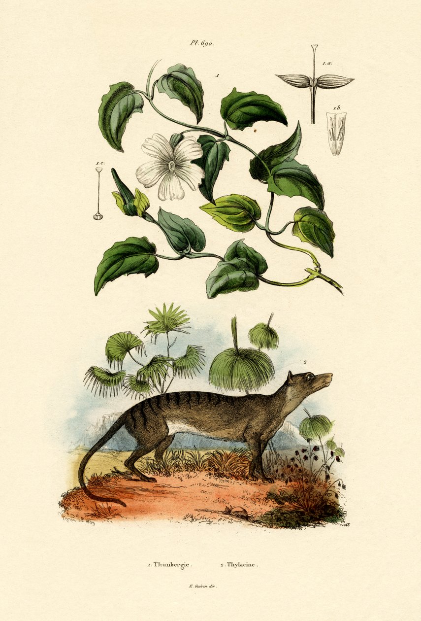 Thunbergia, 1833-39 alkotó: French School