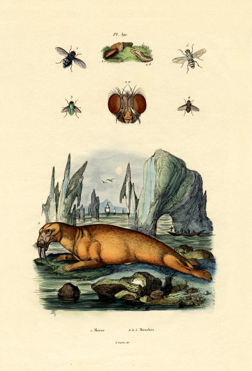 Rozmár, 1833-39 alkotó: French School