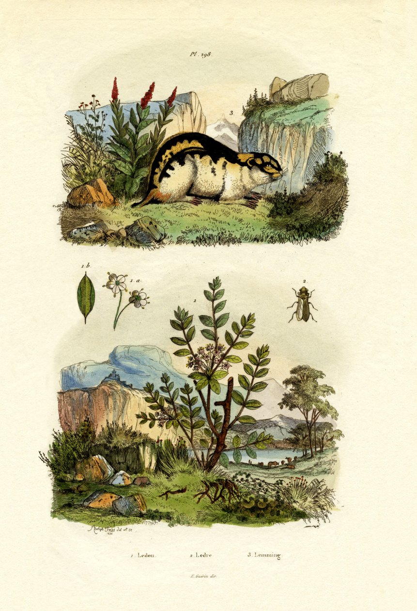 Vad rozmaring, 1833-39 alkotó: French School