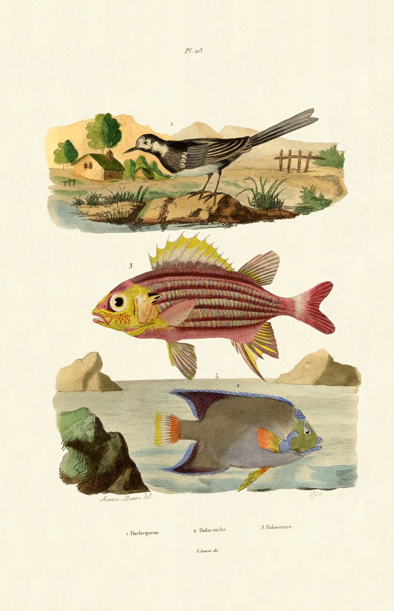 Willy Wagtail, 1833-39 alkotó: French School