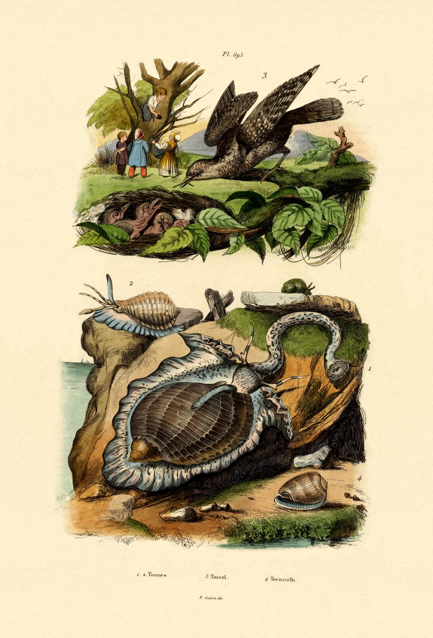 Wryneck, 1833-39 alkotó: French School