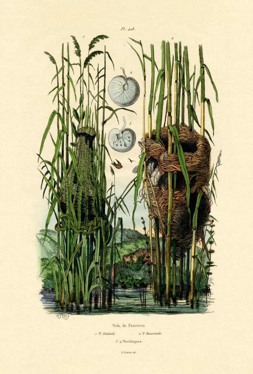 Seat Cisticola, 1833-39 alkotó: French School