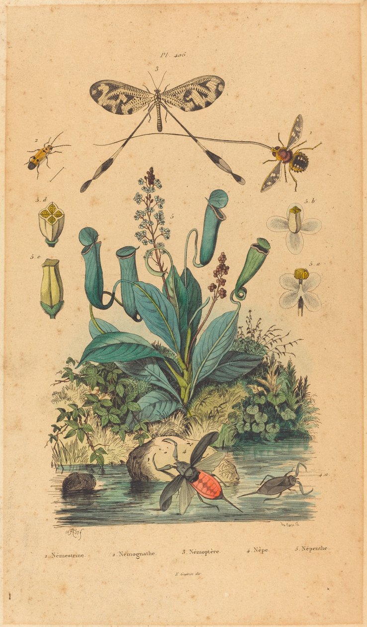 Rovarok és virágok alkotó: French 19th Century
