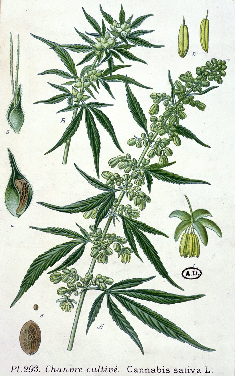 Cannabis sativa, botanikai lemez alkotó: French School