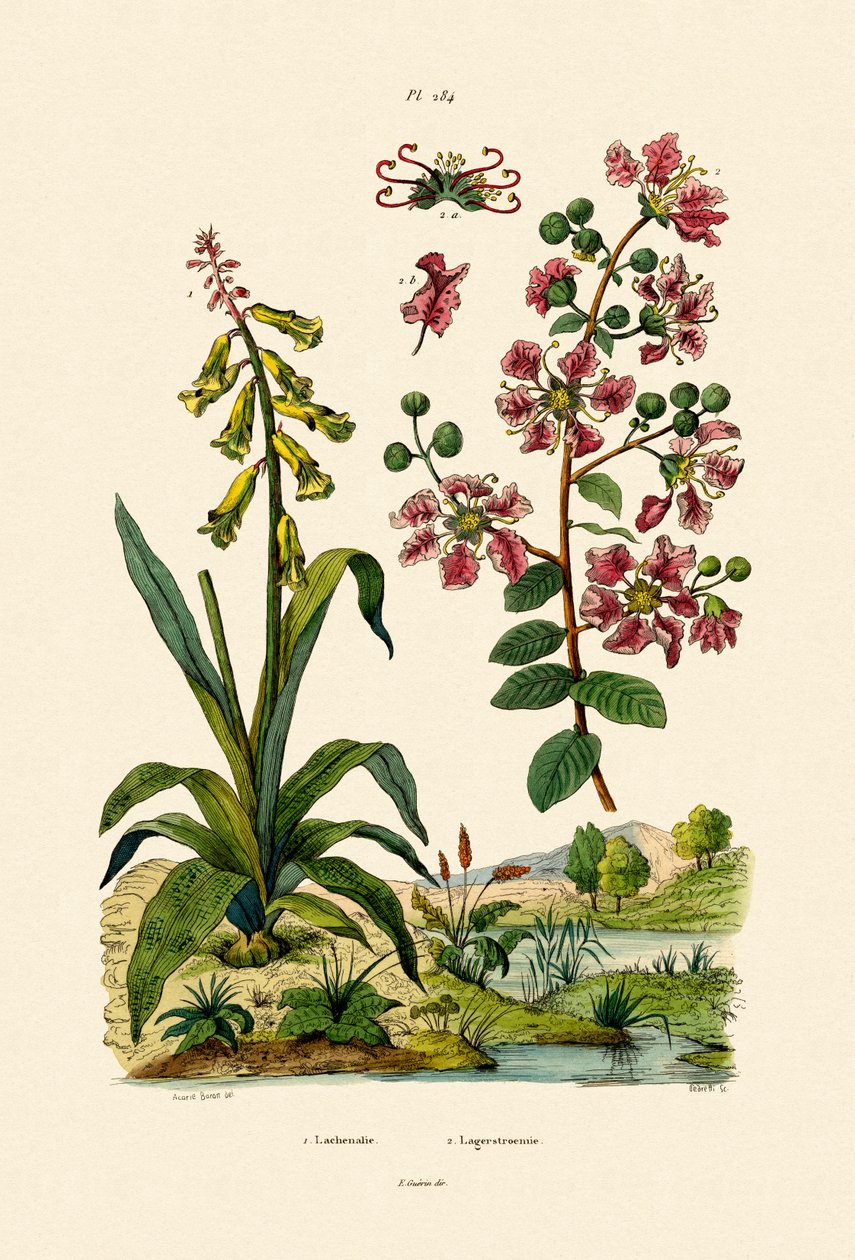 Cape Cowslip, 1833-39 alkotó: French School