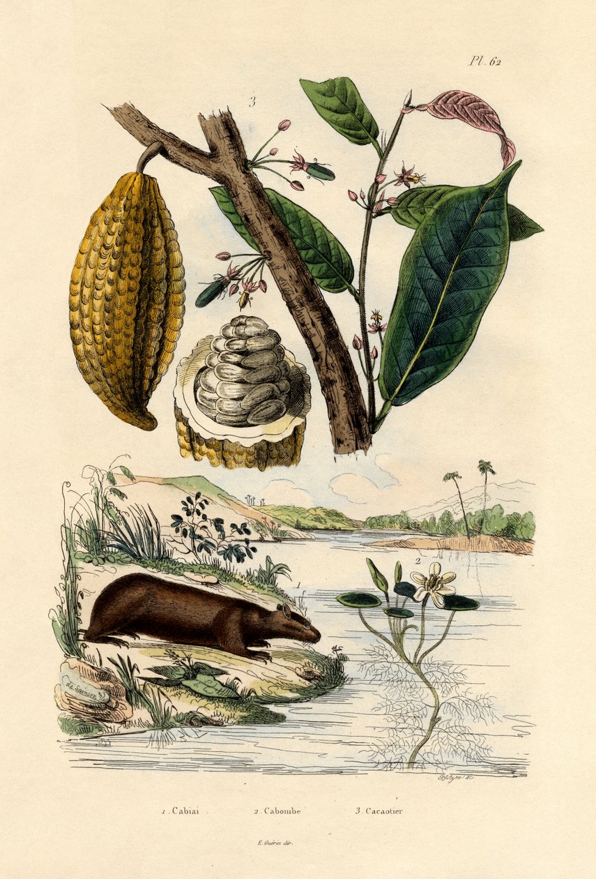 Capybara, 1833-39 alkotó: French School