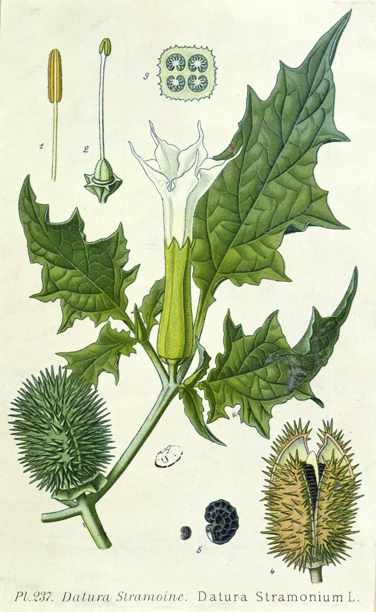 Datura stramonium, botanikai lemez alkotó: French School