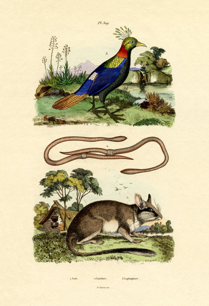 Dormouse, 1833-39 alkotó: French School