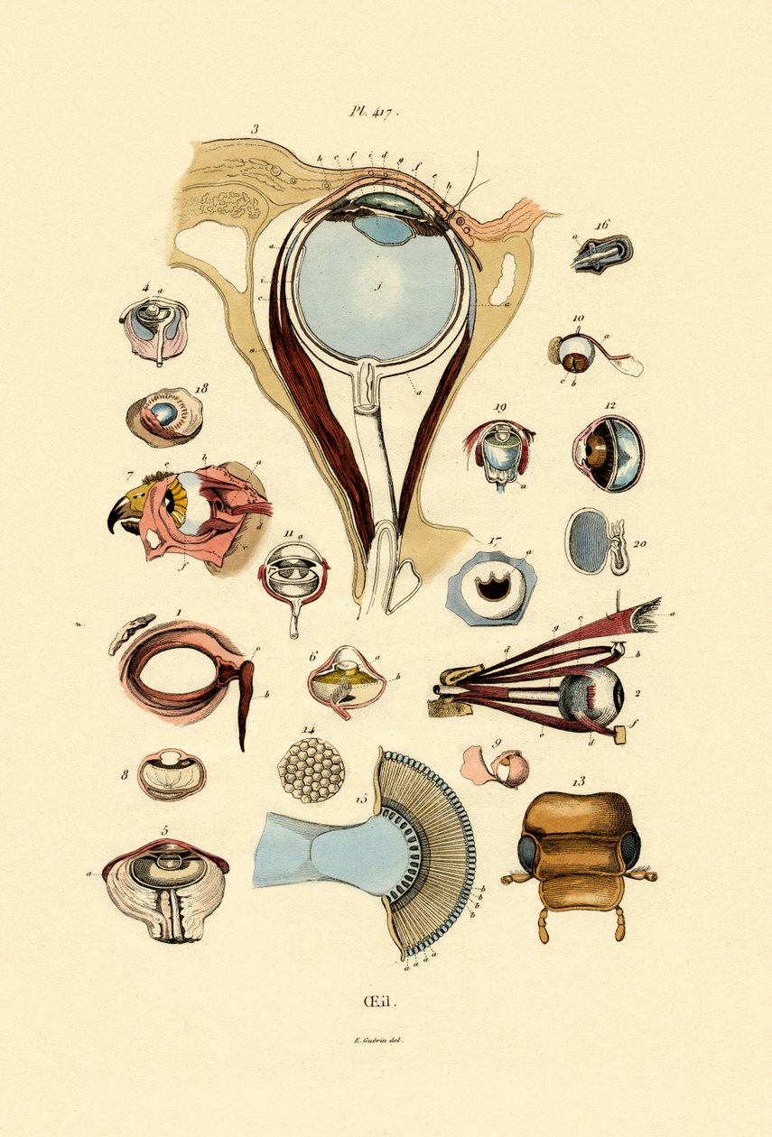 Szemek, 1833-39 alkotó: French School