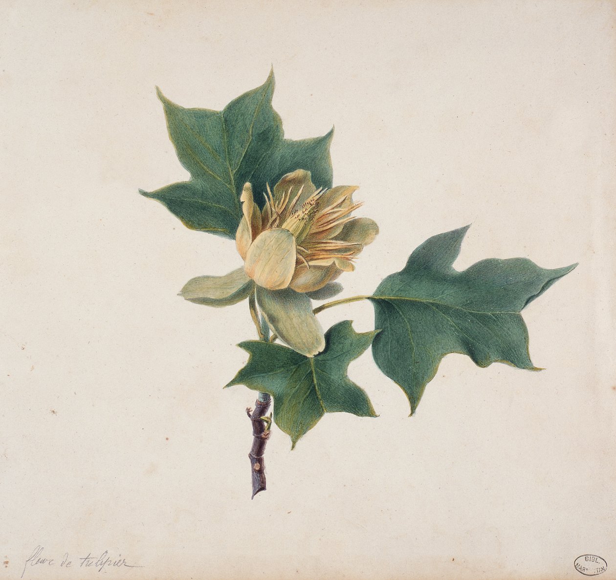 Tulipánfa virága alkotó: French School
