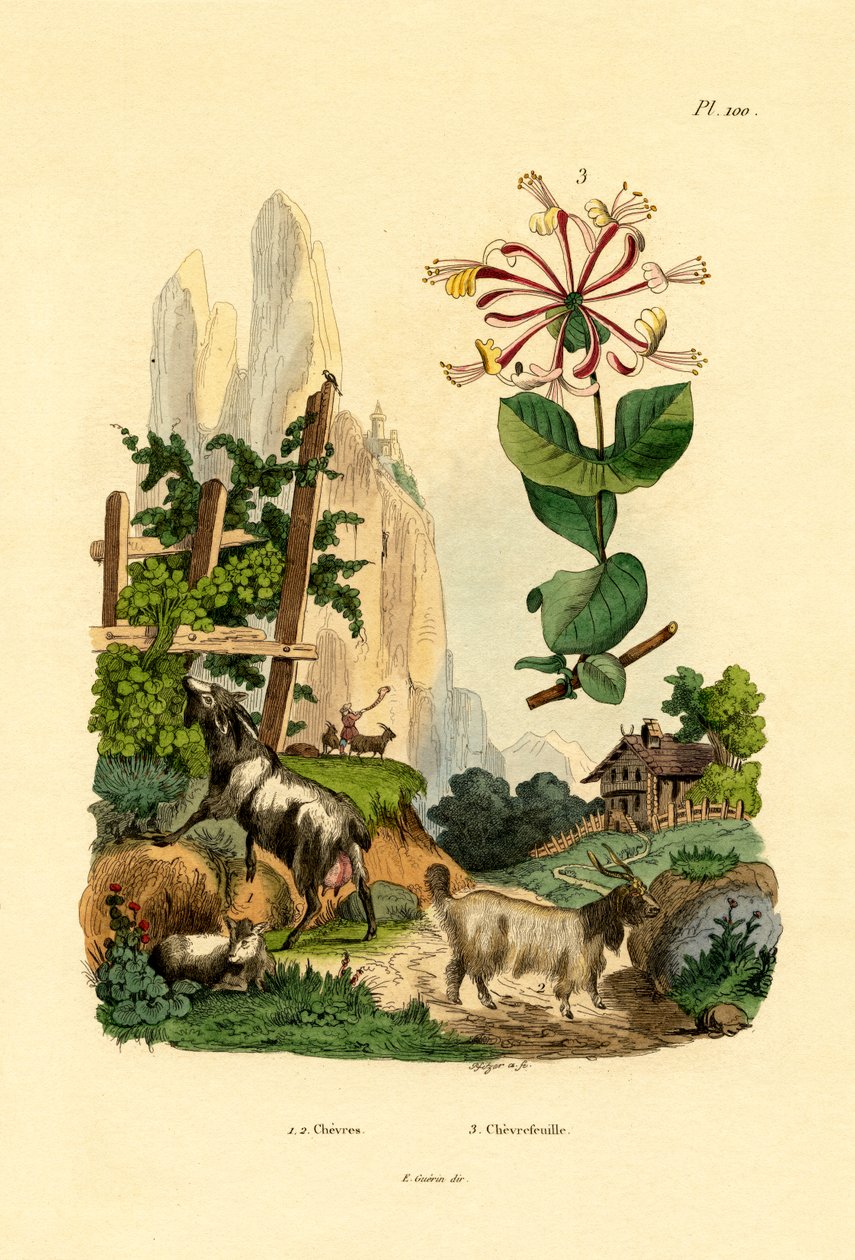 Kecske, 1833-39 alkotó: French School