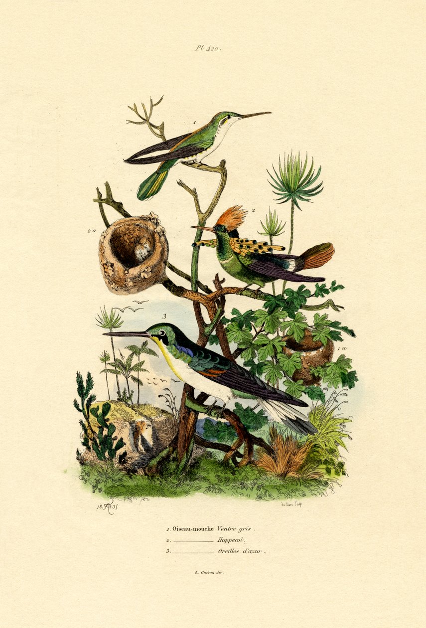 Kolibri, 1833-39 alkotó: French School