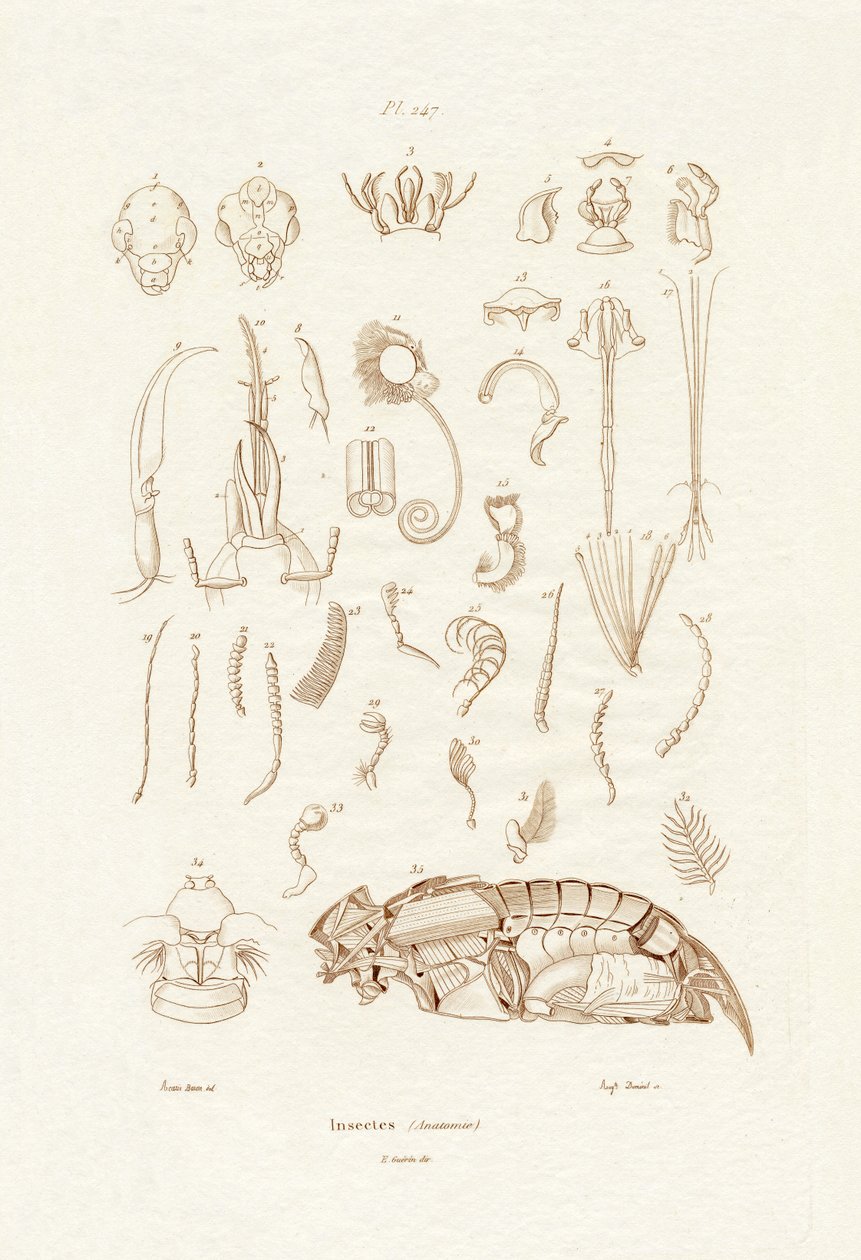 Rovarok, 1833-39 alkotó: French School