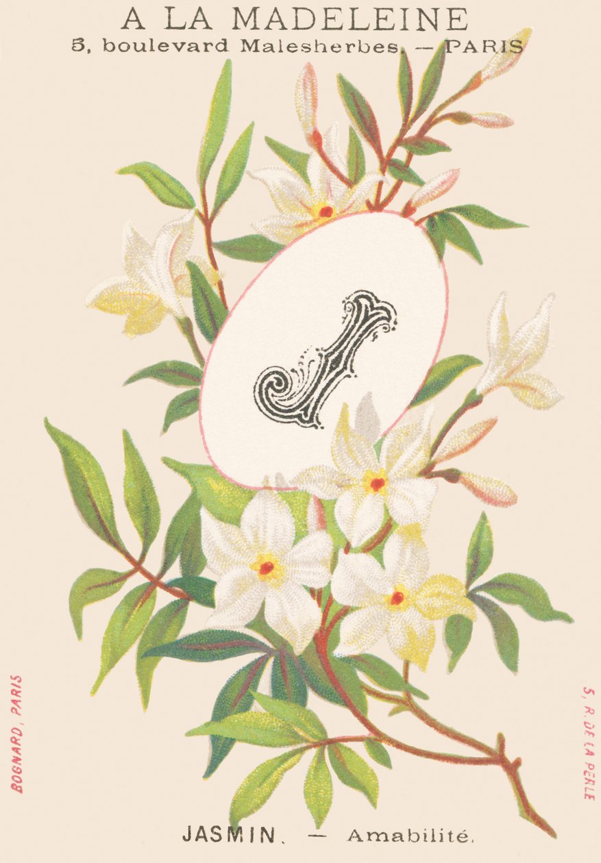 J: Jázmin – Amabilite alkotó: French School