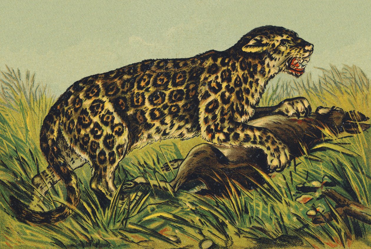 J mint Jaguar alkotó: French School
