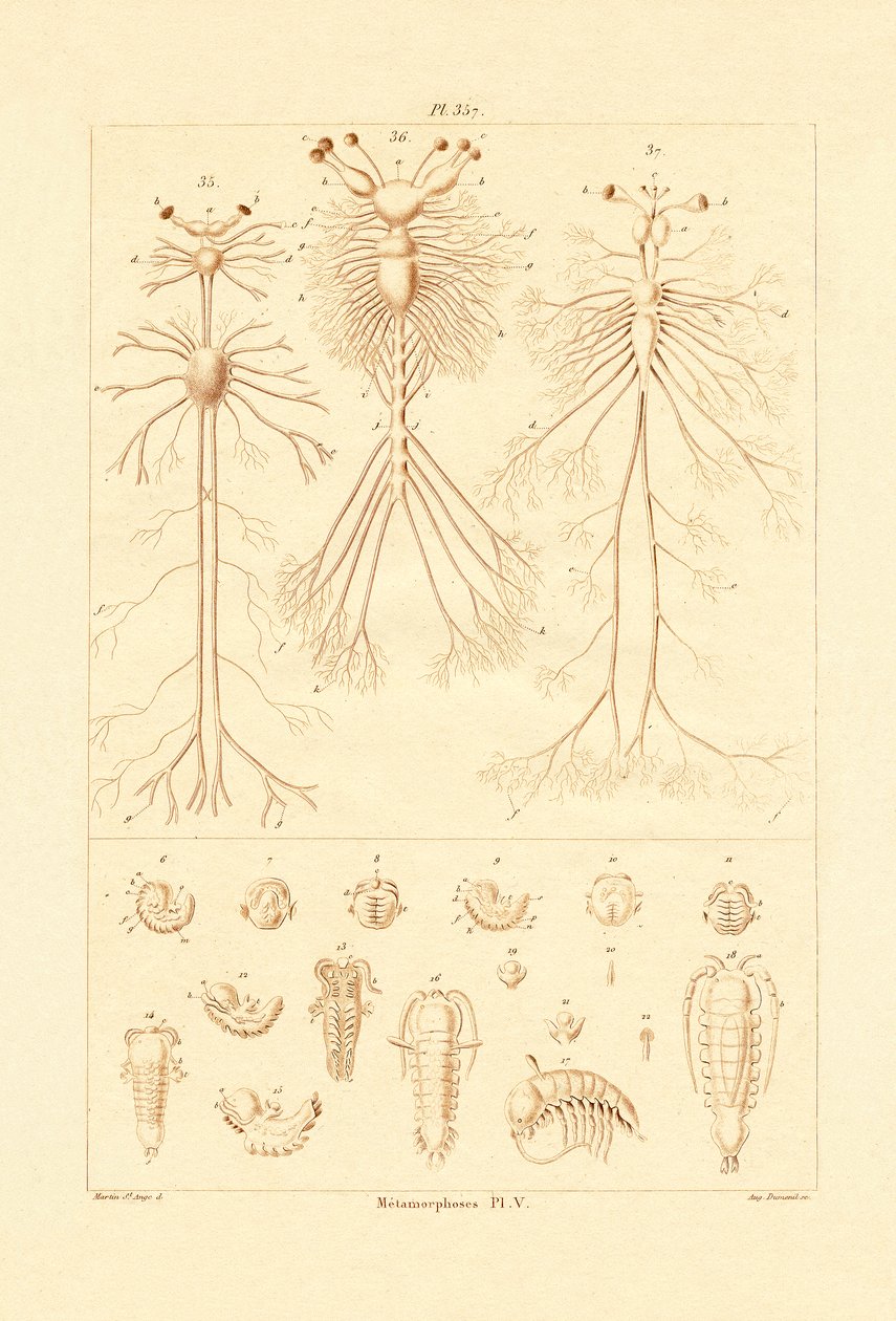 Metamorfózis, 1833-39 alkotó: French School