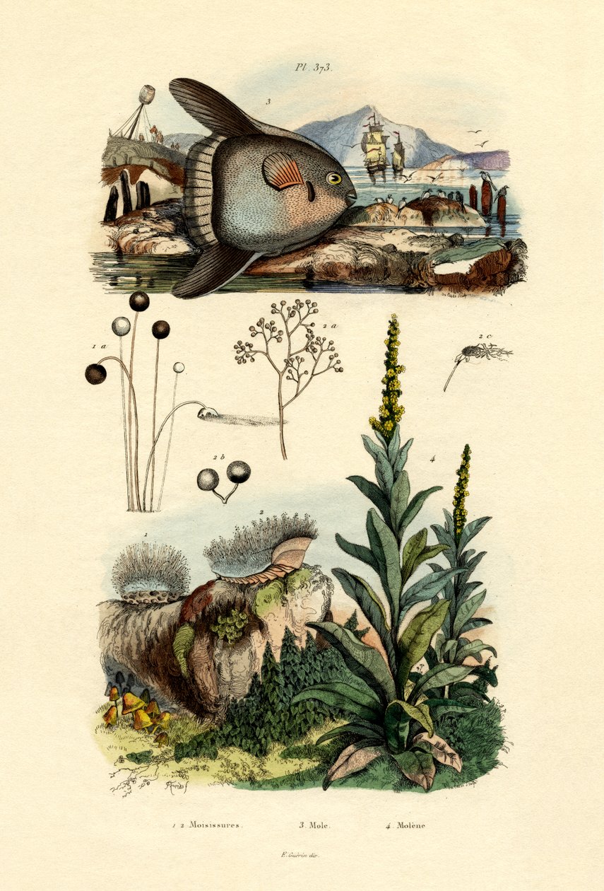 Penész, 1833-39 alkotó: French School