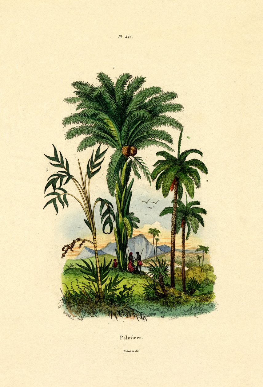 Pálmafák, 1833-39 alkotó: French School