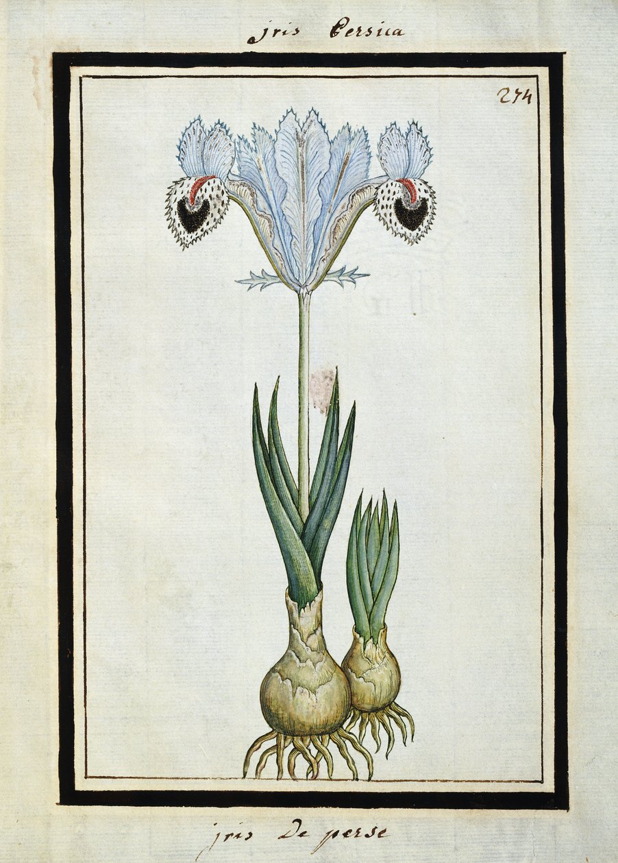 Perzsa írisz, 1700 körül alkotó: French School