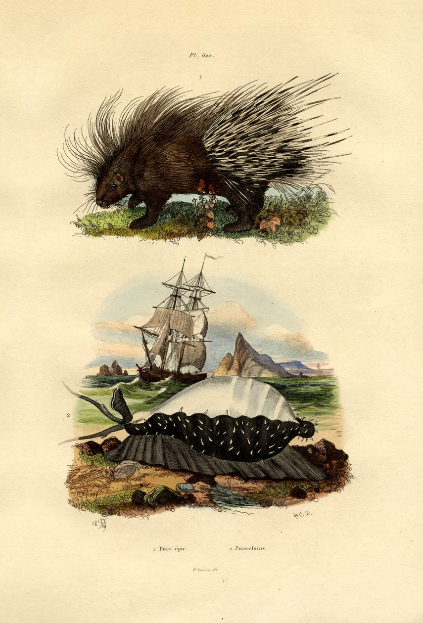 Porcupine, 1833-39 alkotó: French School