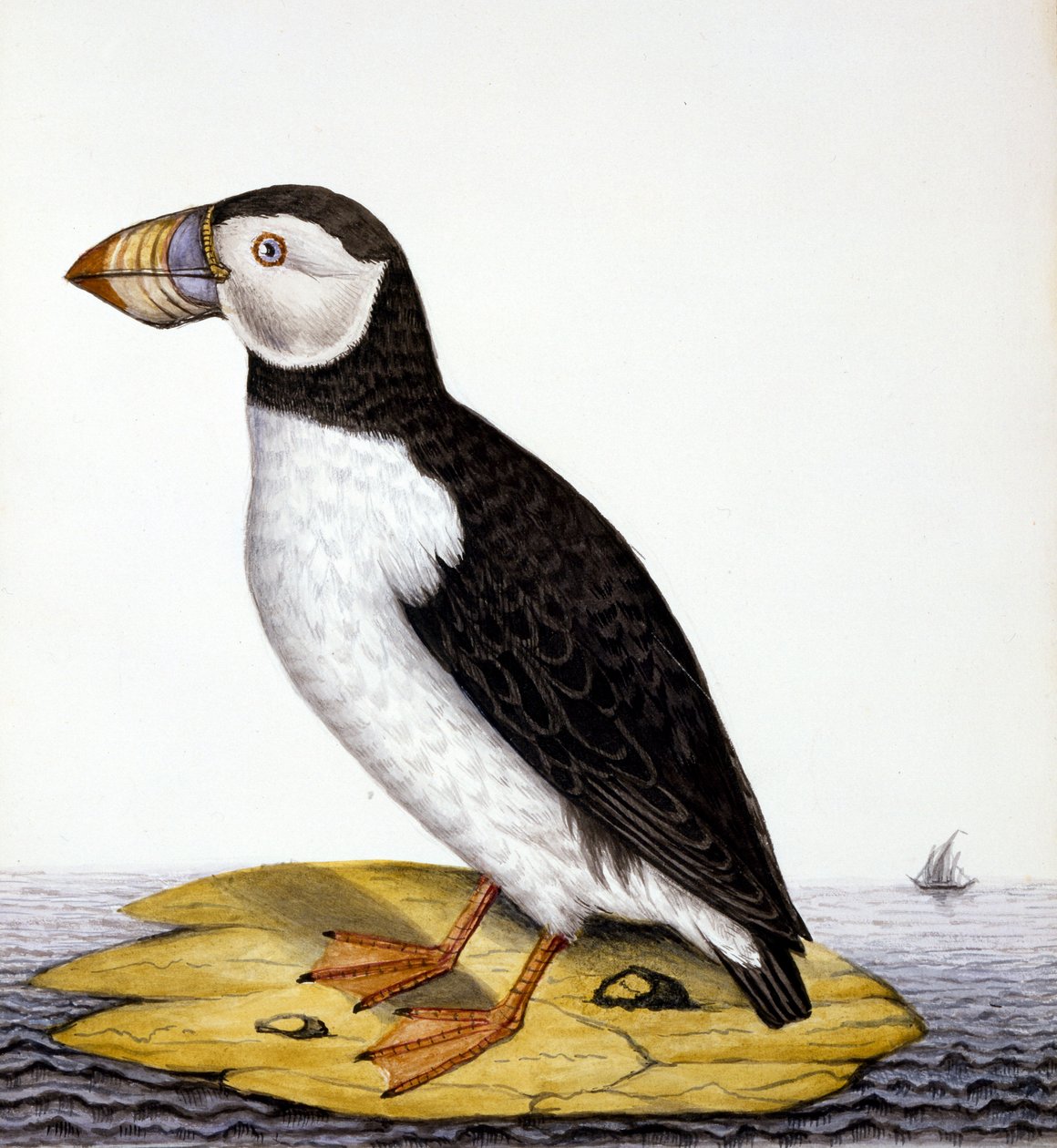 Puffin, marmon fratercula, 1840 körül (wc papíron) alkotó: French School