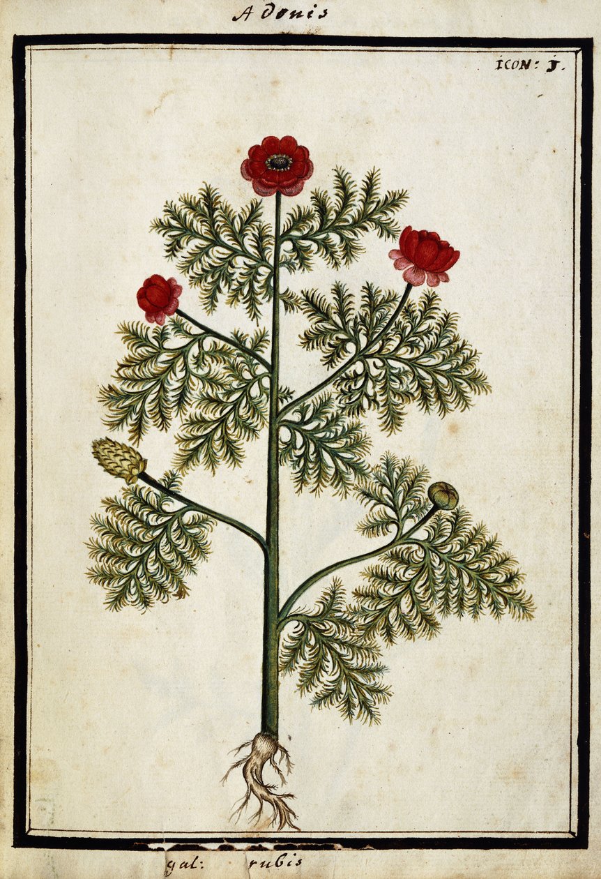 Vörös Adonisz, 1700 körül alkotó: French School