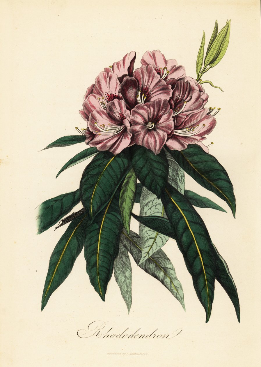 Rhododendron, Rhododendron javanicum alkotó: French School