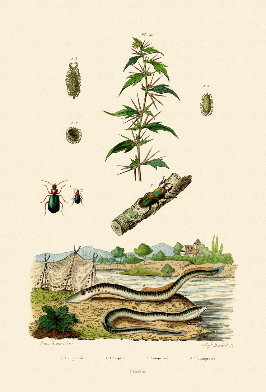 Rough Cockleburr, 1833-39 alkotó: French School