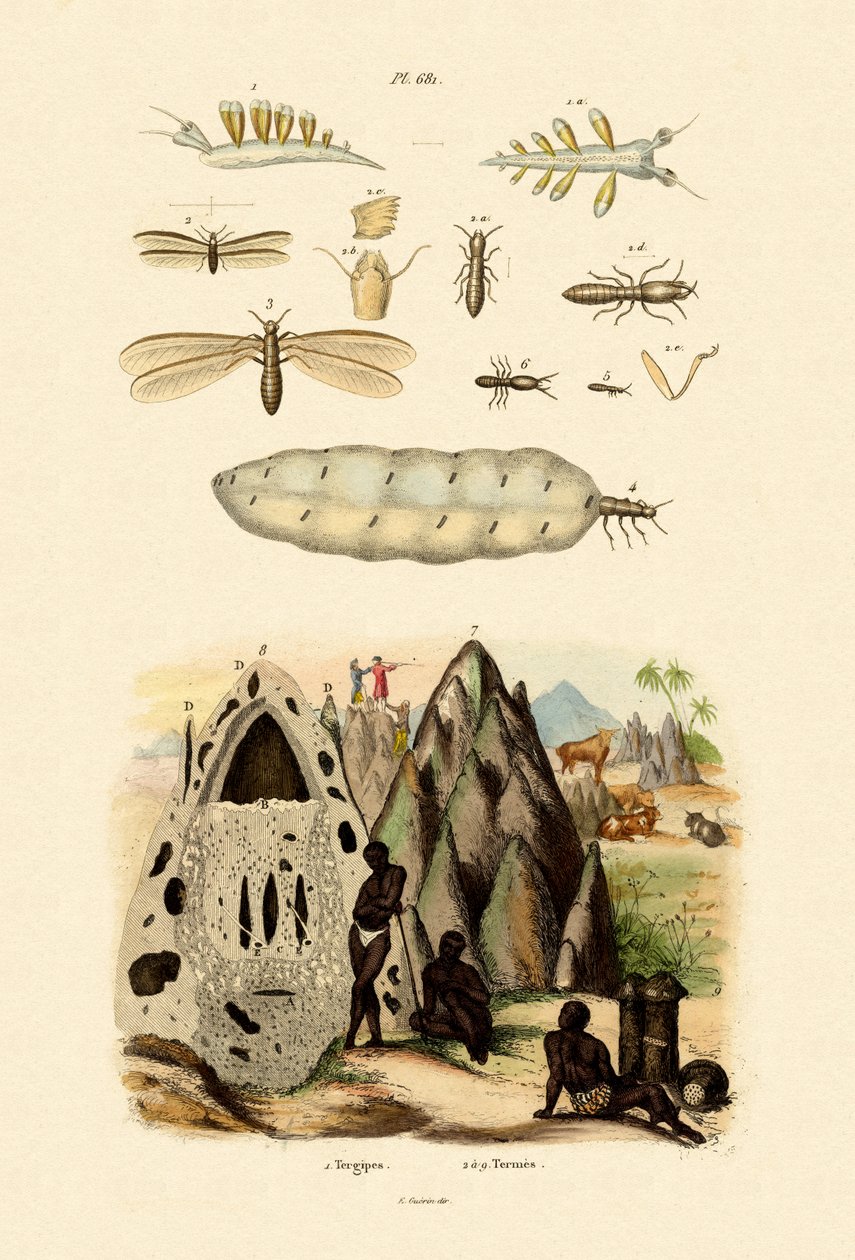 Tengeri csiga, 1833-39 alkotó: French School