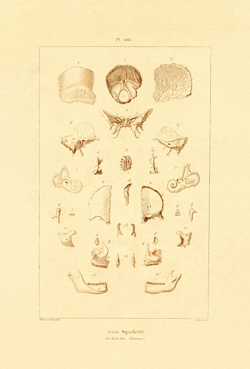 Csontváz, 1833-39 alkotó: French School