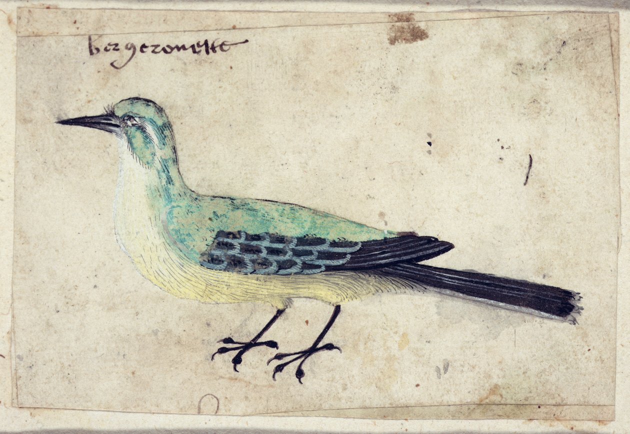 Tanulmány egy madárról, 1620 körül alkotó: French School