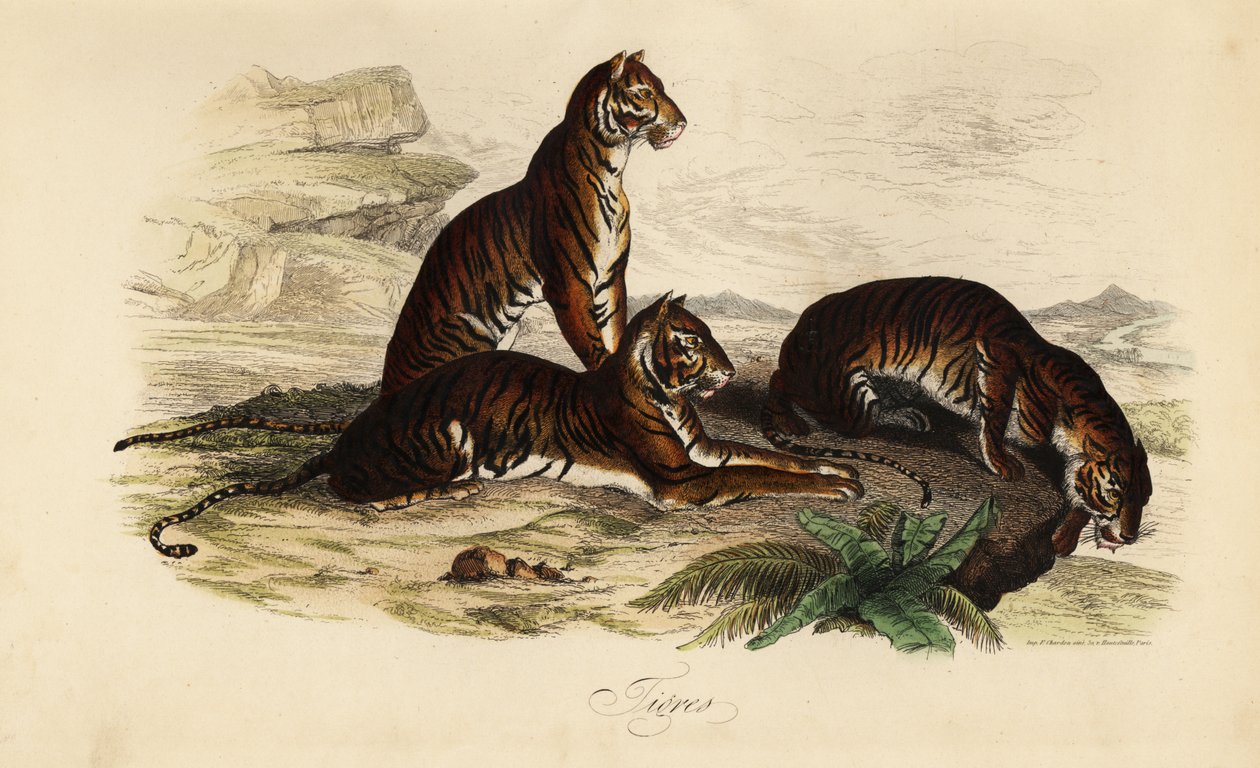 Tigris, Panthera tigris alkotó: French School