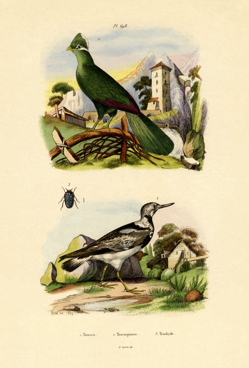 Turaco, 1833-39 alkotó: French School
