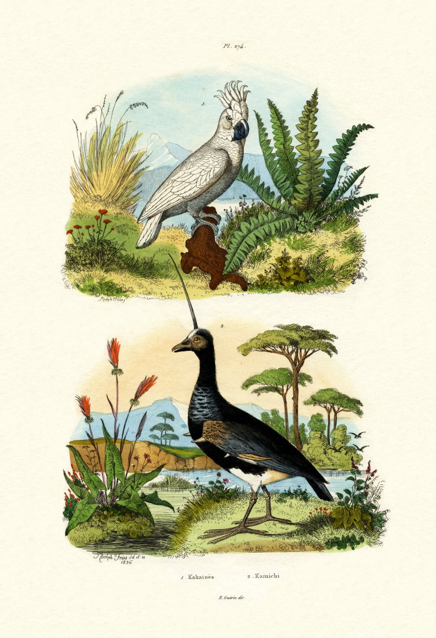 Esernyőkakadu, 1833-39 alkotó: French School