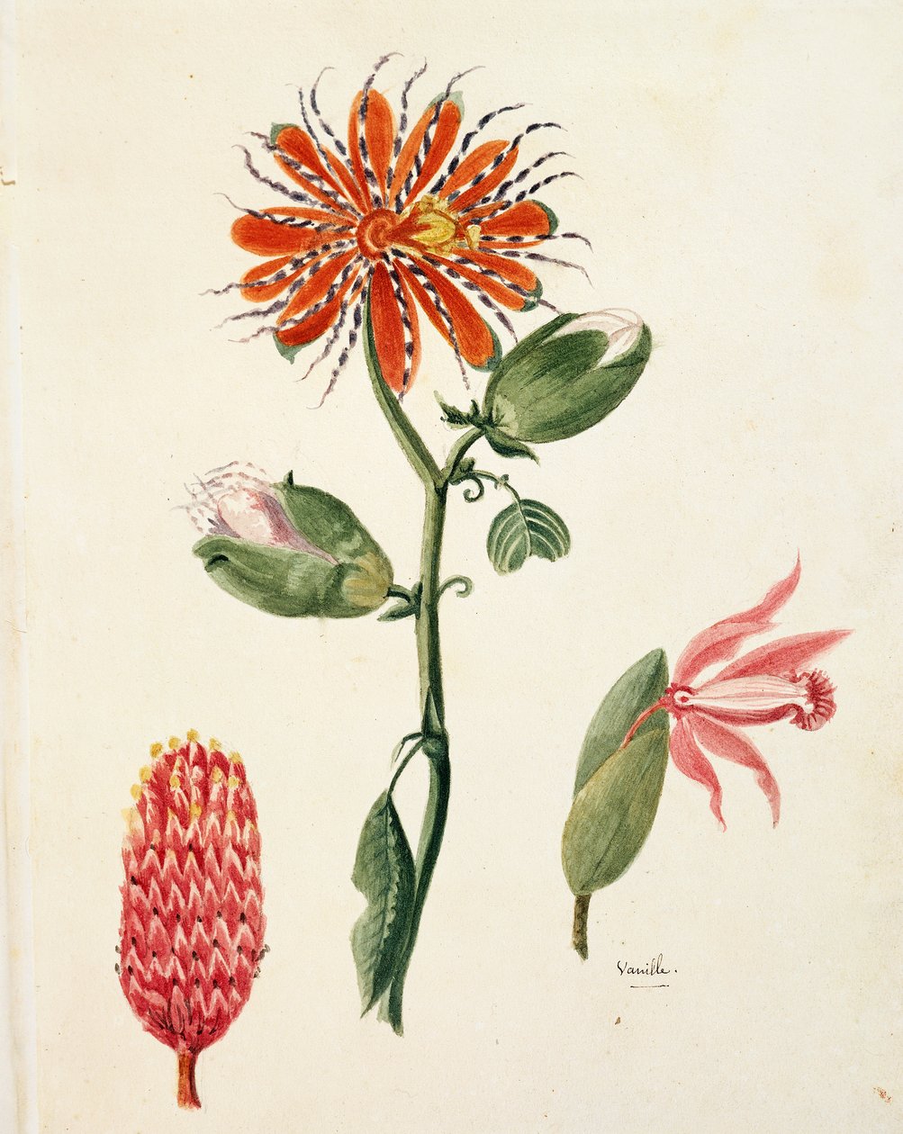 Lejeune vanília orchidea (vanilla planifolia). alkotó: French School