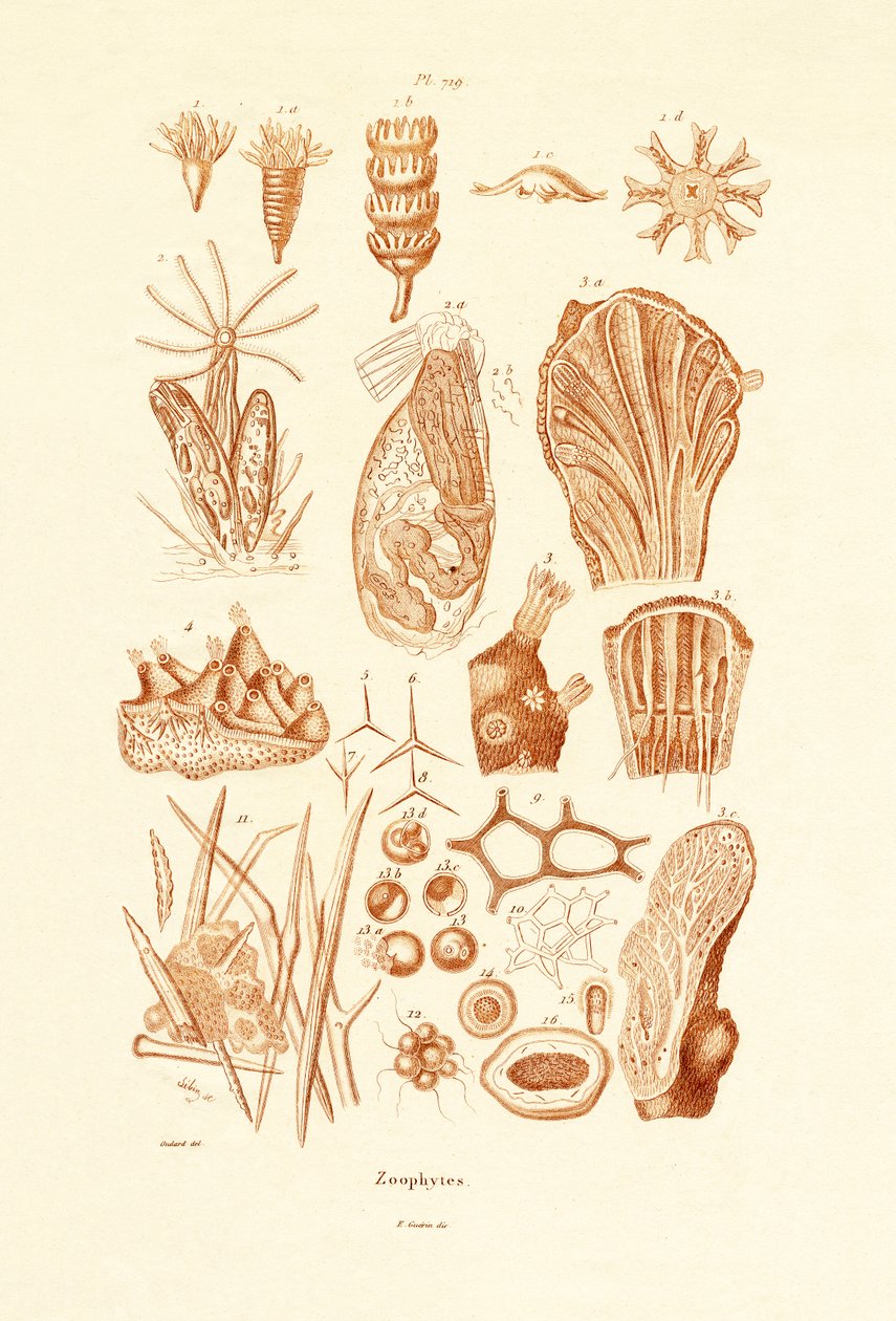 Zoophytes, 1833-39 alkotó: French School