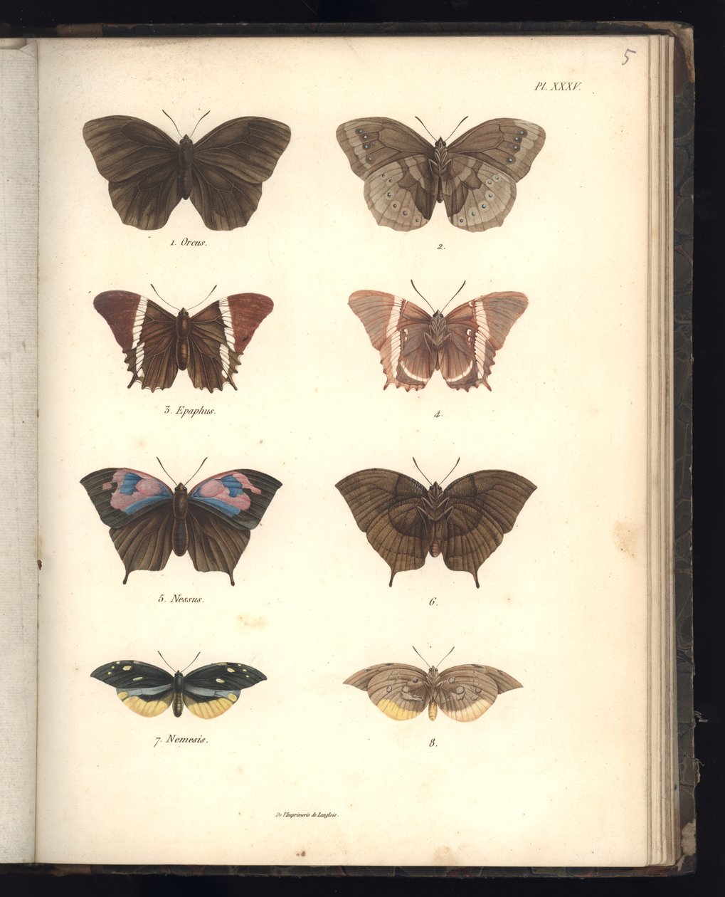 Lepidoptera, Pl. XXXV, illusztráció: „Az állattani és összehasonlító anatómiai megfigyelések gyűjteménye, második rész”, Al. V. Humboldt és A. Bonplant, Párizs, 1821 (színes metszet) alkotó: Baron Friedrich Alexander von Humboldt