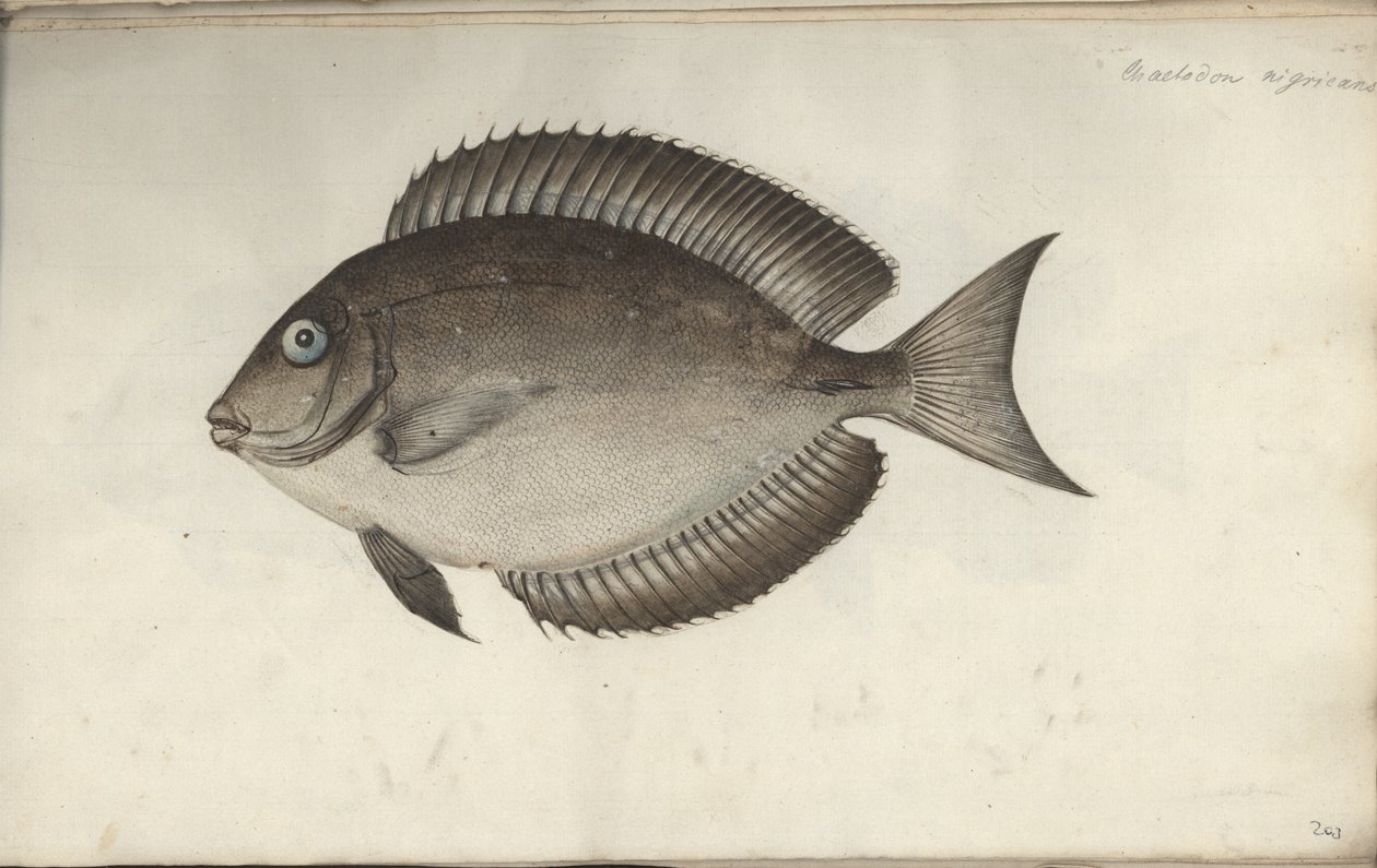Chaetodon nigricans, 1787 előtt alkotó: Friedrich August Kruger