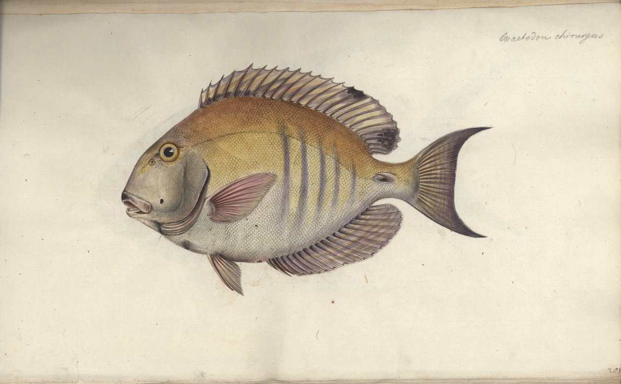 Chaetodon chirurgus, 1787 előtt alkotó: Friedrich August Kruger