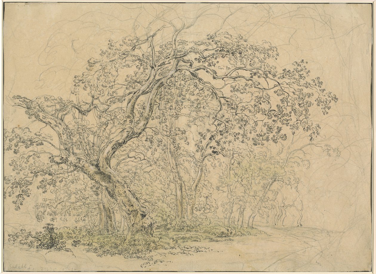Grove of Trees [verso] alkotó: Friedrich Salathé
