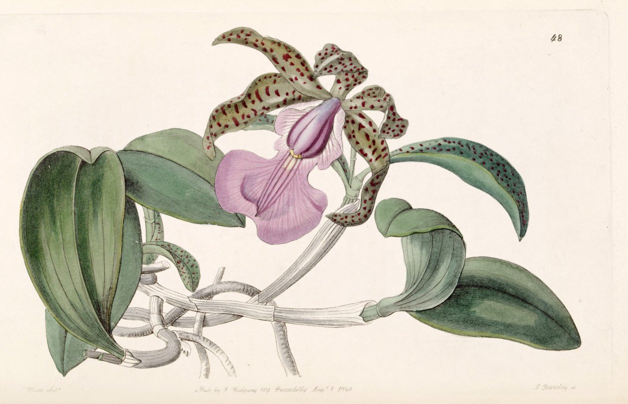 Cattleya aclandiae alkotó: G. Barclay
