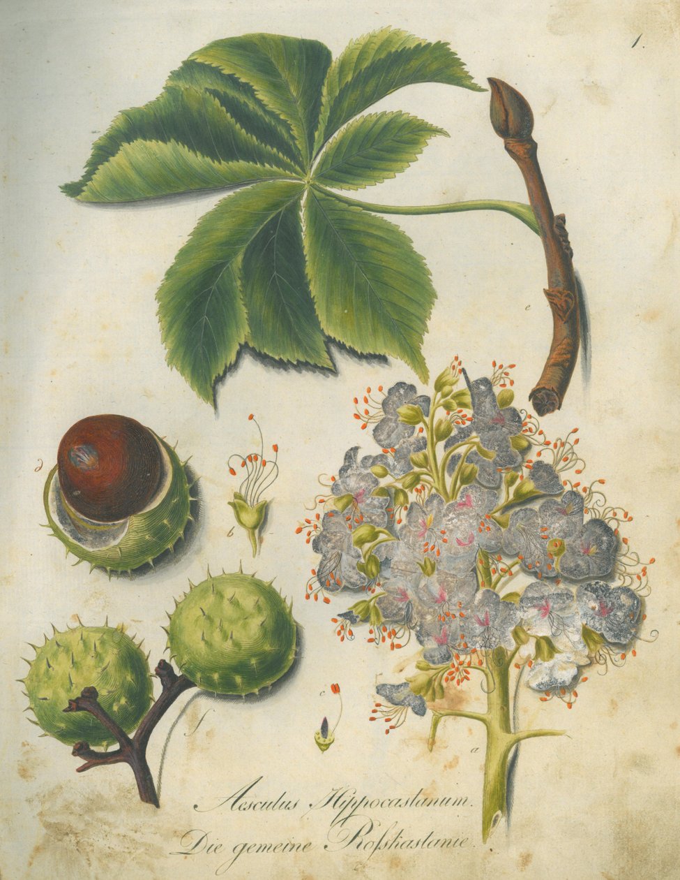 Vadgesztenye (Aesculus hippocastanum) alkotó: G.F. Abel I. D. Reiter