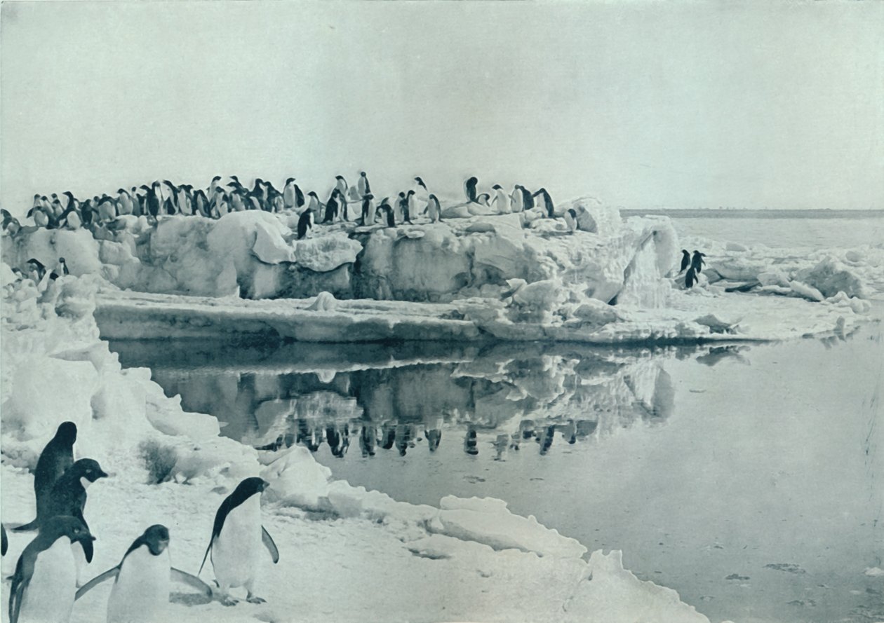 Pingvinek jéglábon, c1911, 1913 alkotó: G. Murray Levick